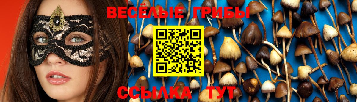 Галлюциногенные грибы Psilocybine cubensis Камышин
